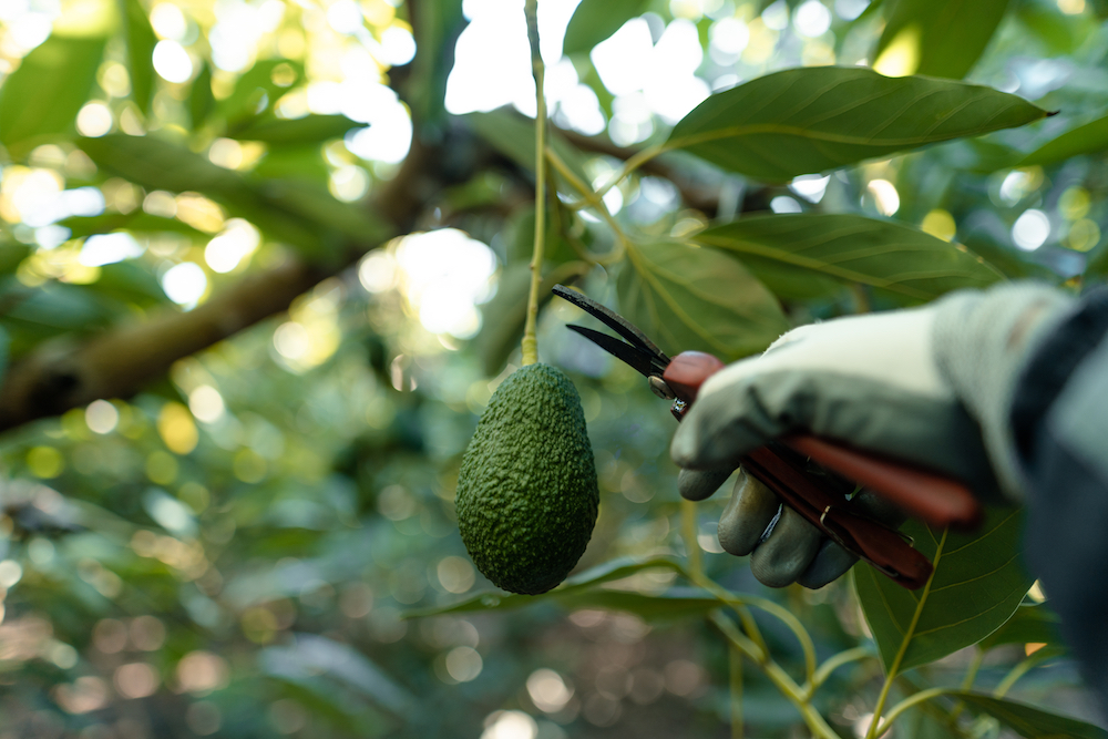 Premium Hass Avocados