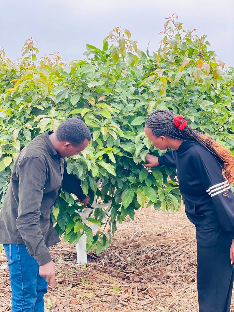Growing Africa's Premium Hass Avocados