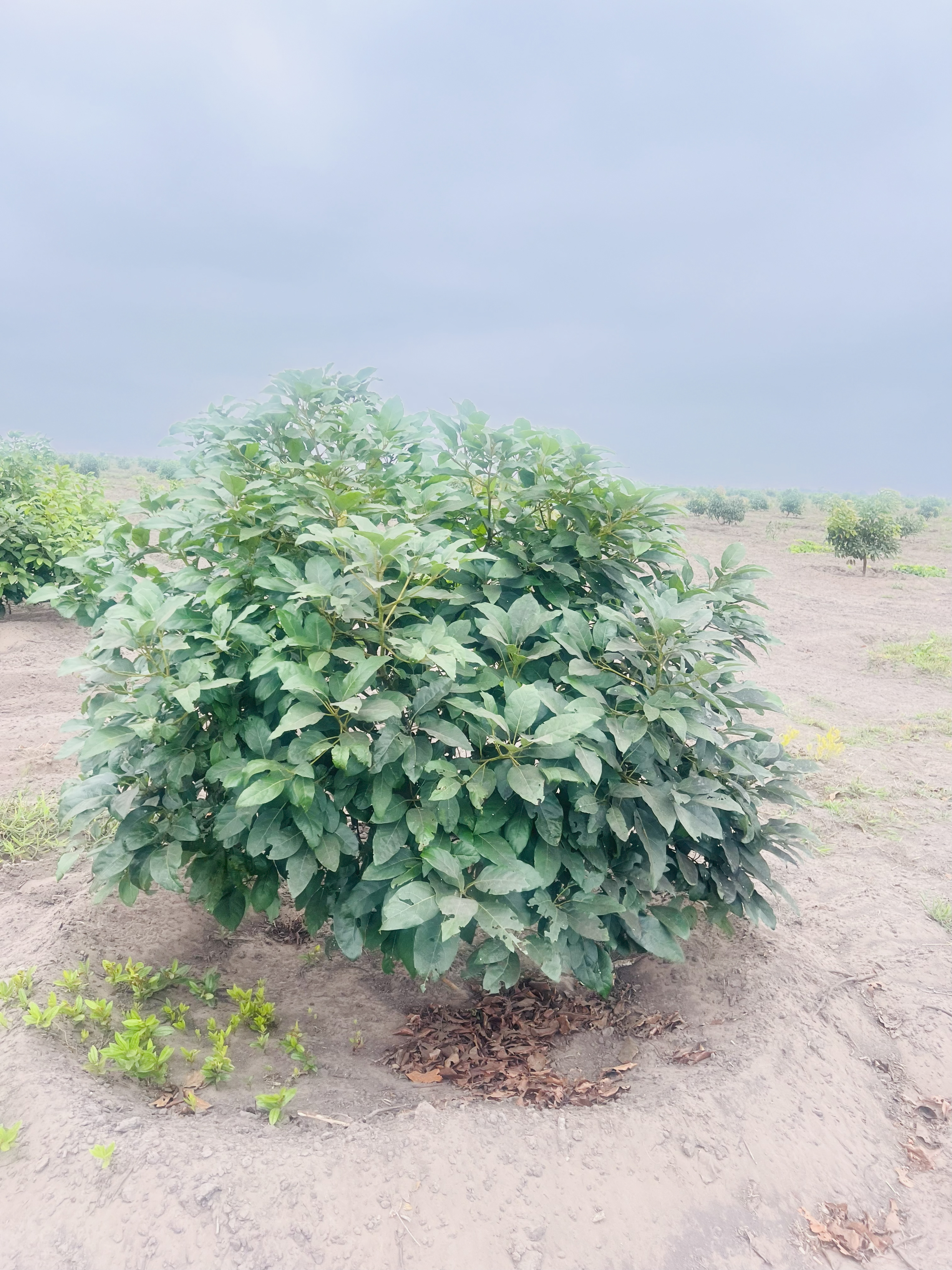Hass Avocado Tree