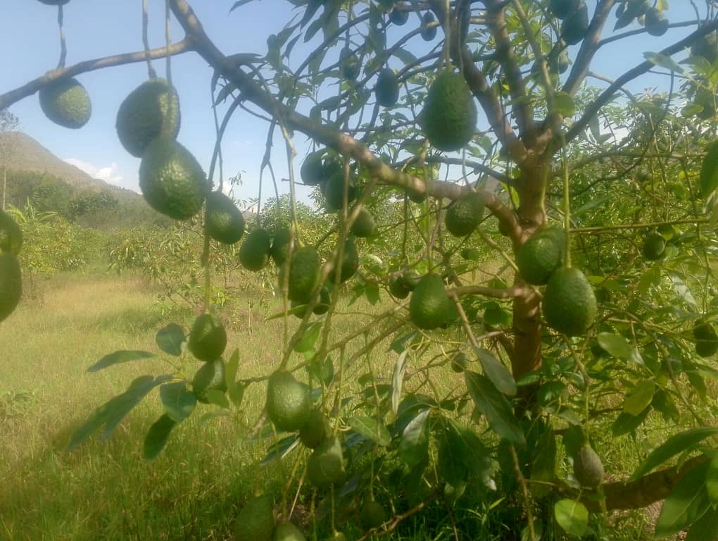 Global Export Excellence