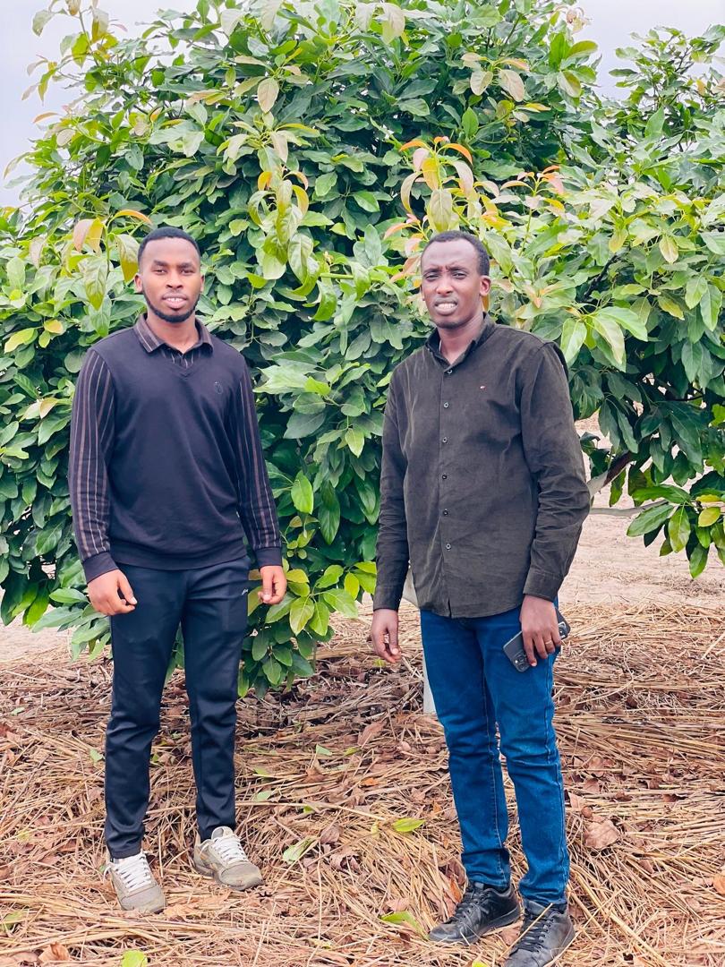 Growing Premium Hass Avocados