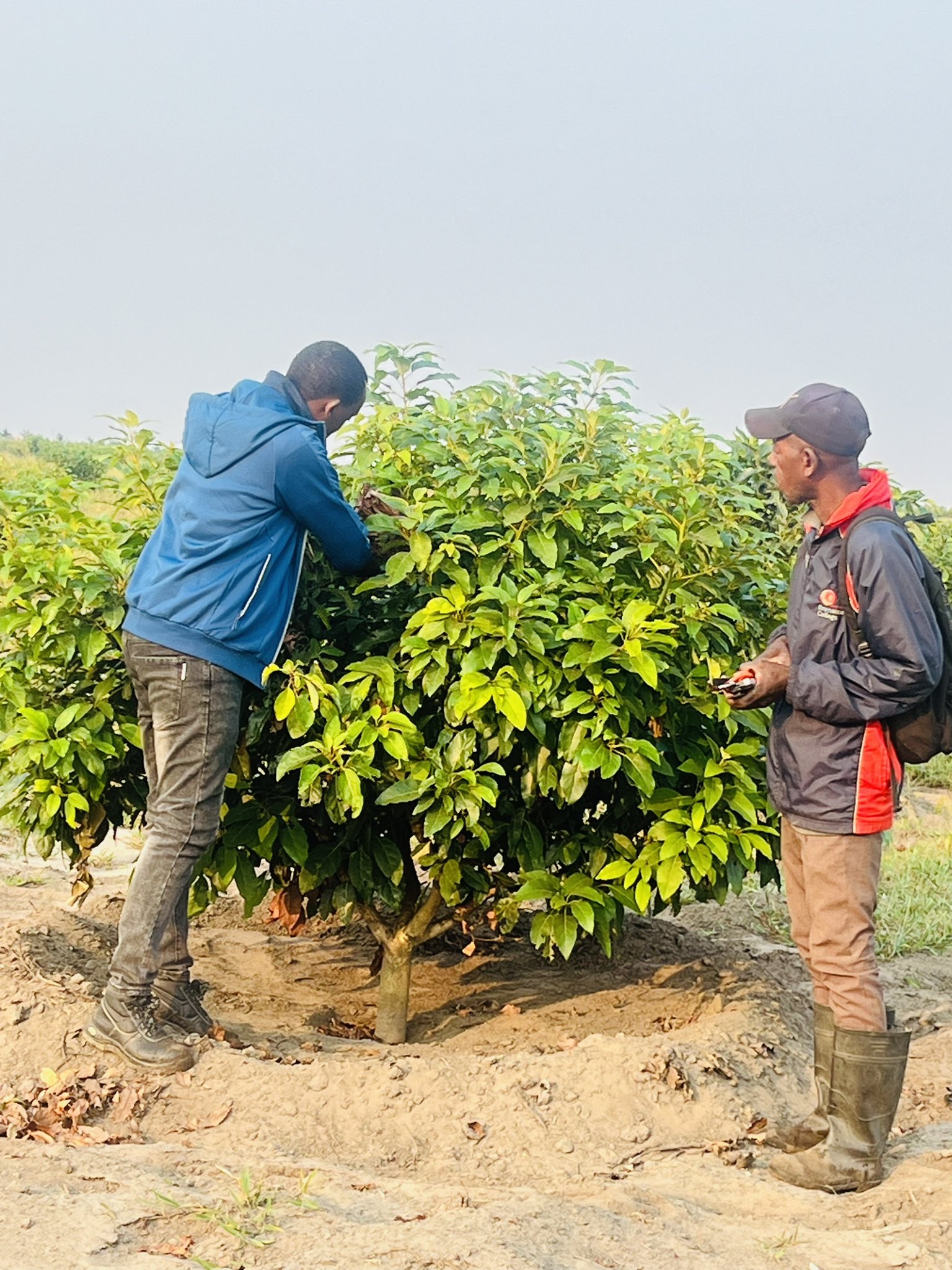 Pruning