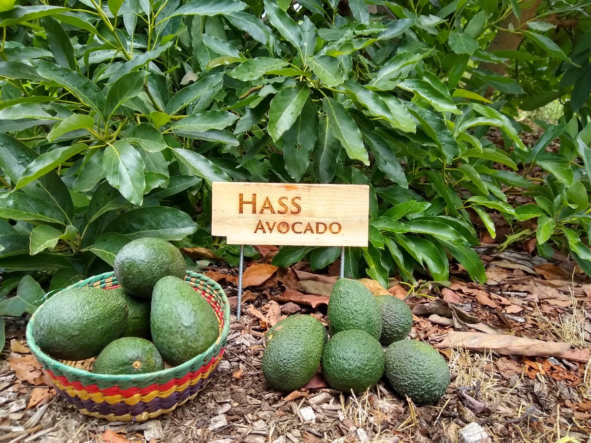 Hass avocado 