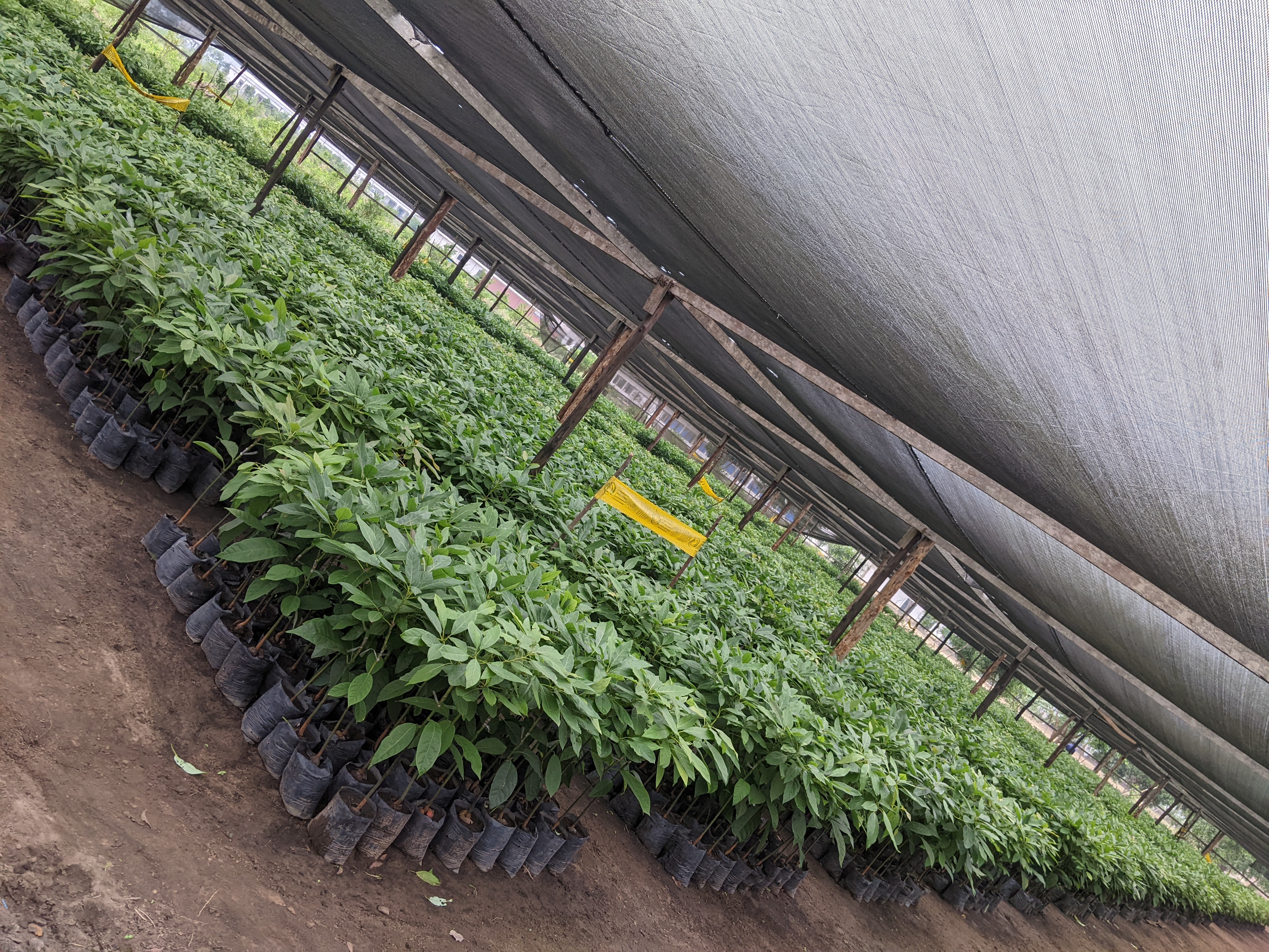  High-Quality Hass Avocado Seedlings
