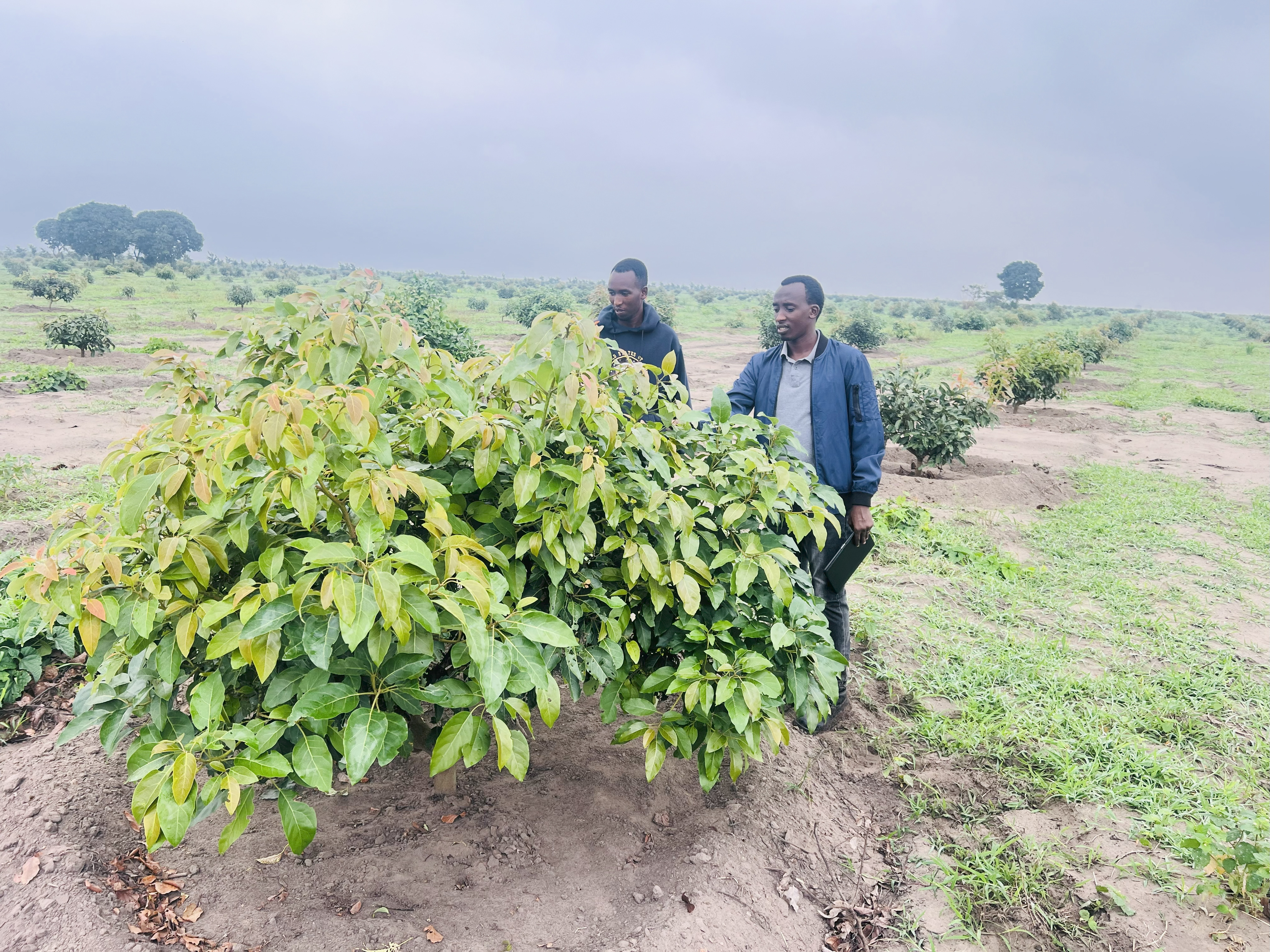 Orchard Development & Management