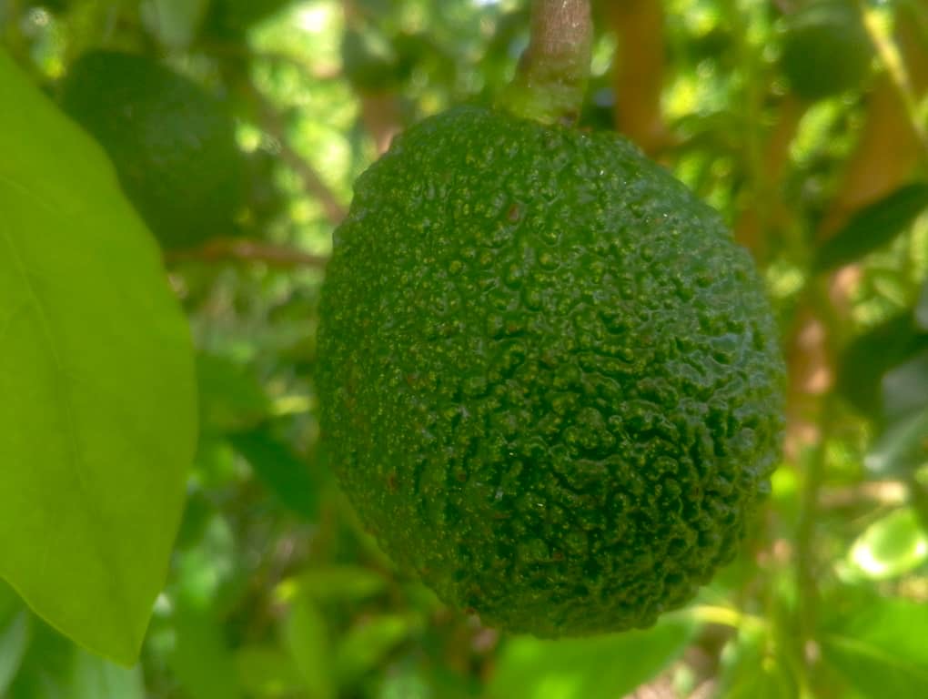 Fresh Hass Avocados for Export